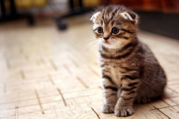 KARA FIRTINA TİSUUU – 1 HAFTA DENEME SÜRESİ VERİLİR :)